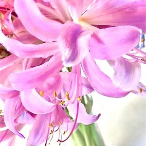 Meet your Posher, Marcy